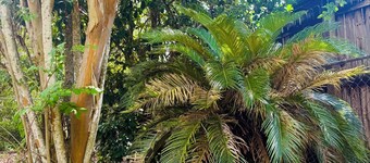 The Velvet Leaf