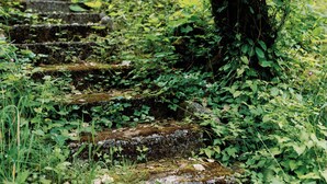 A stone staircase surrounded by lush greenery and moss. - Peaceful Forest Riverfront Escape near PDX w/ Hot Tub, Kayaks, & River Access (Washougal)