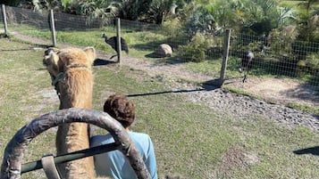 A person riding a camel in a fenced enclosure with other camels and a giraffe in the background.