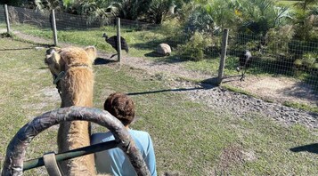 Una persona montando un camello en un recinto cercado, con otros camellos y una jirafa al fondo.
