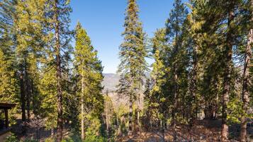 A forested area with tall pine trees and a clear sky.
