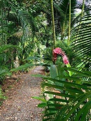 A pathway surrounded by lush tropical vegetation. - luna caribena (Cahuita)