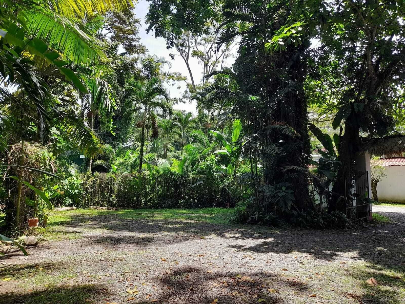 A garden area with dense foliage and a gravel path.