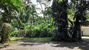 A garden area with dense foliage and a gravel path.