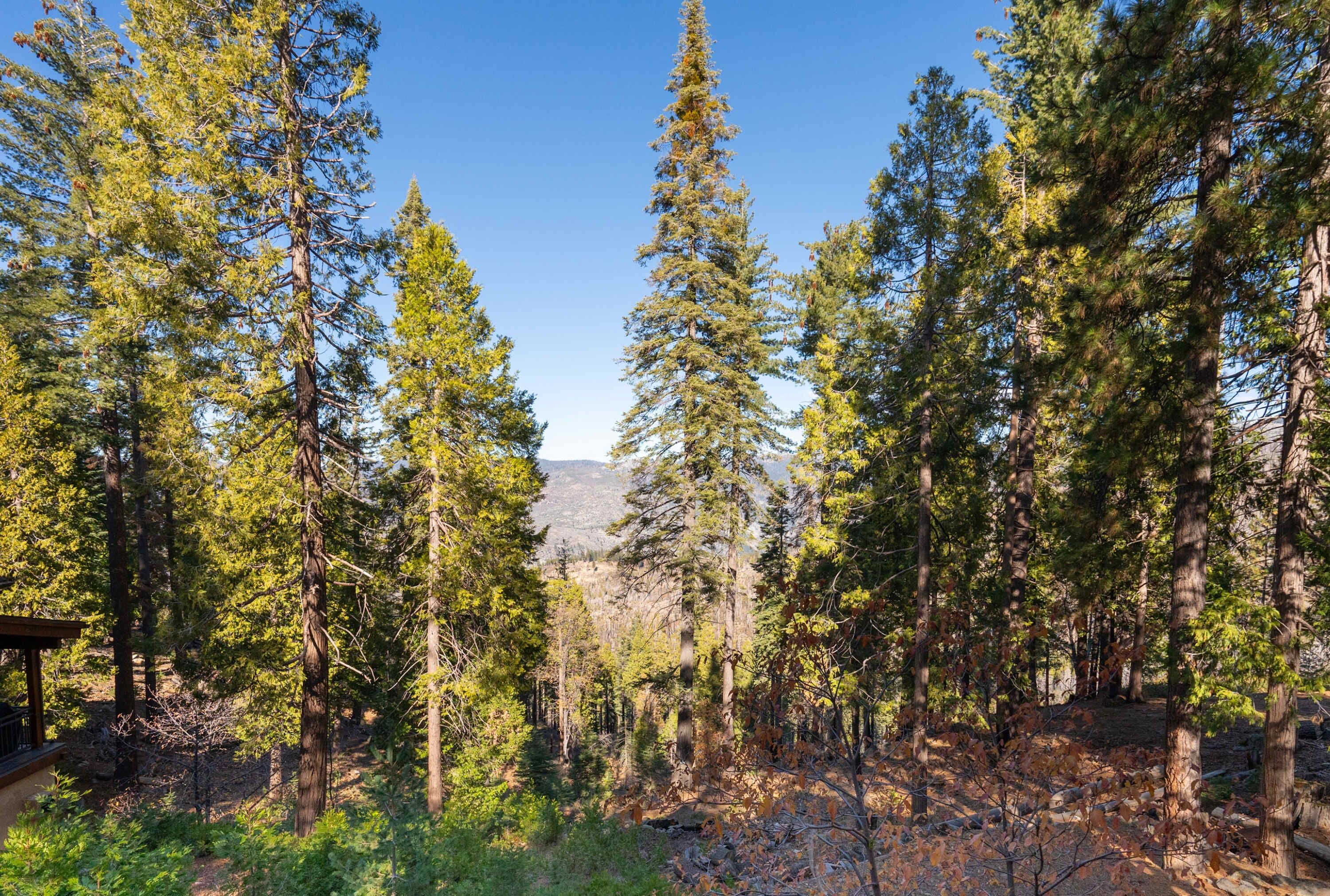 A forested area with tall pine trees and a clear sky.