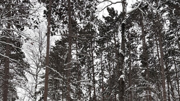 Une forêt enneigée avec un petit chalet et un espace extérieur aménagé pour s’asseoir.