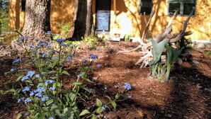 Una cabaña rústica con fachada de madera, rodeada de árboles y un jardín con flores azules.