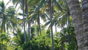 A small building with a corrugated metal roof, surrounded by lush greenery and tall palm trees.