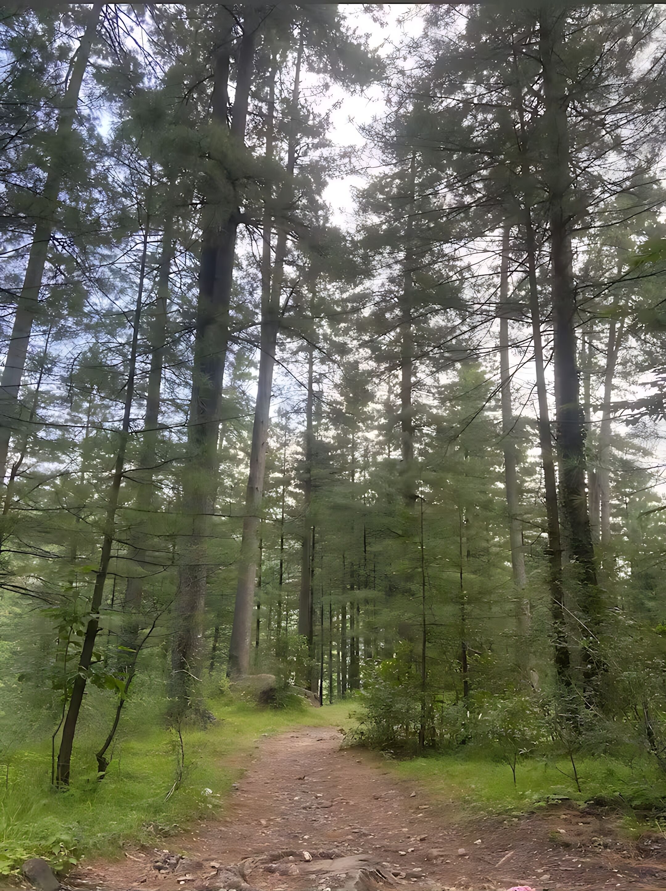 A forest with tall trees and a dirt path.