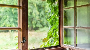 Finestra amb marc de fusta i mosquitera, parcialment tapada per fullatge verd.