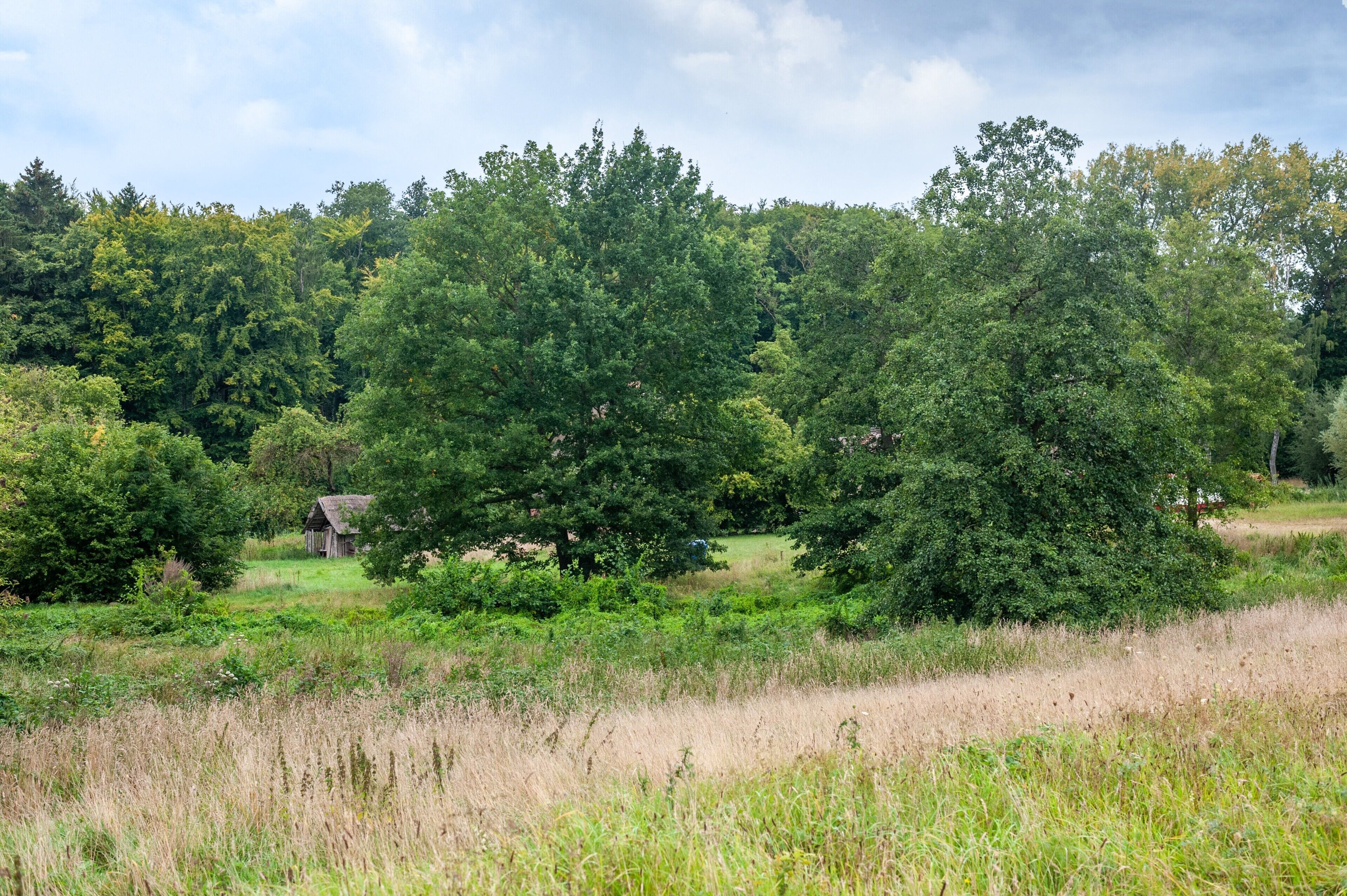 Eine ländliche Landschaft mit dichtem Baumbestand, einem kleinen Holthaus und einem grünen Feld.