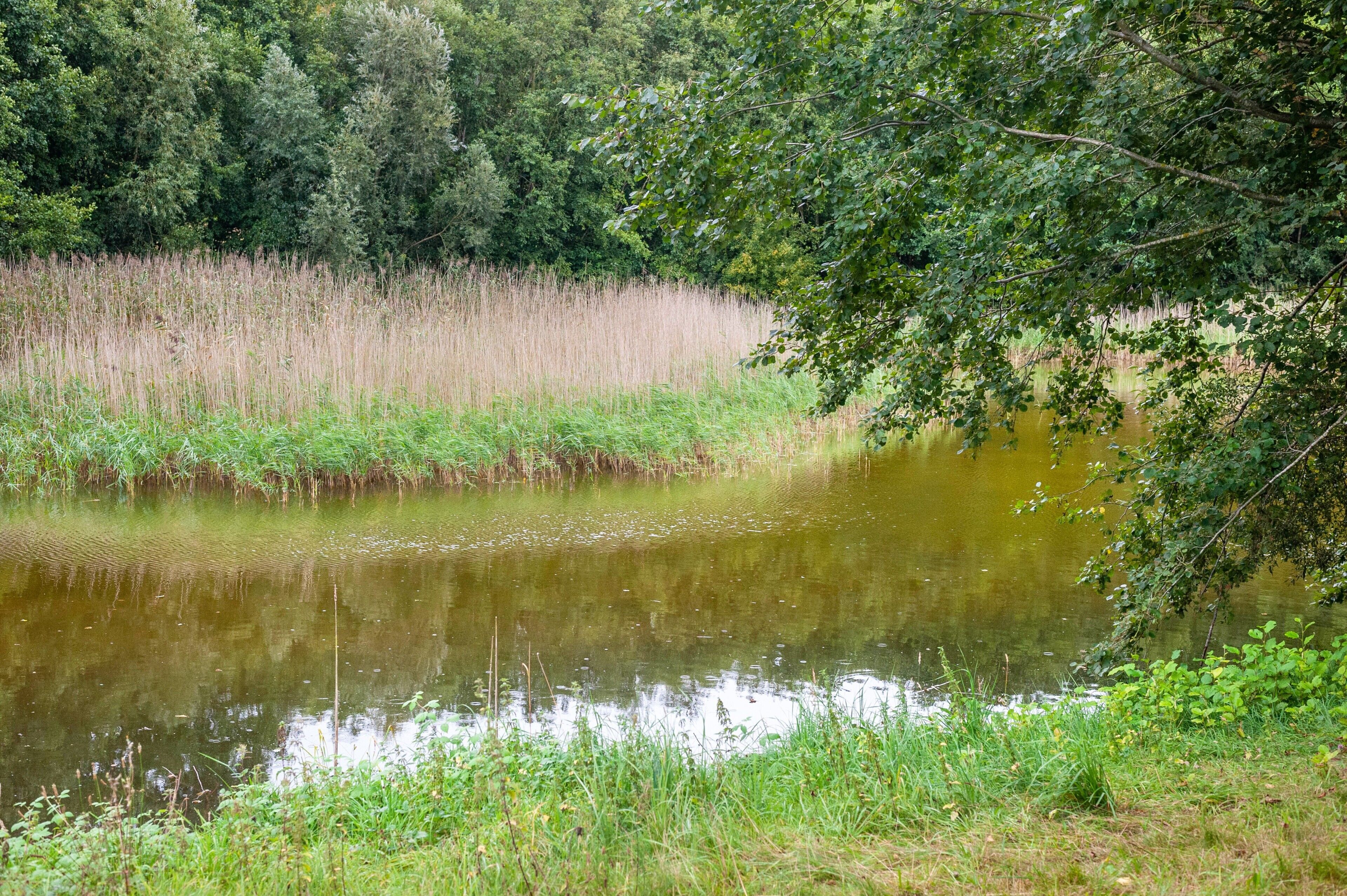 Eine natürliche Landschaft mit Teich, dichter Baumgruppe und einer Wiese.