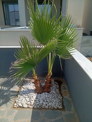 Una planta de palma en maceta con base de grava blanca, colocada frente a una pared con una ventana al fondo.