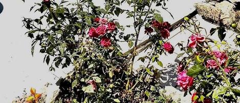 A swimming pool with lounge chairs and a garden with pink roses.