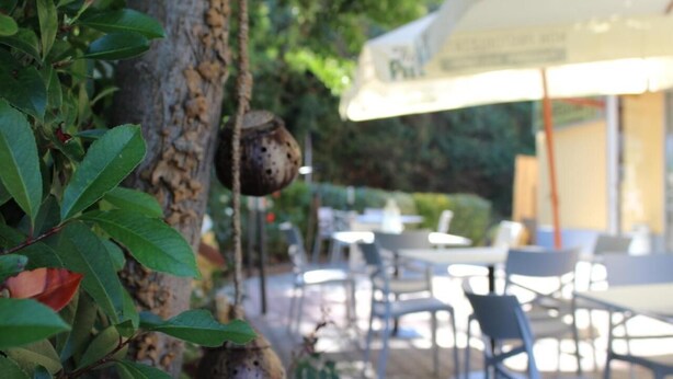 Un espacio al aire libre con mesas y sillas, un árbol con macetas colgantes y una sombrilla.