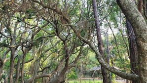Un parc avec un sentier sinueux, de nombreux arbres et un kiosque en arrière-plan.