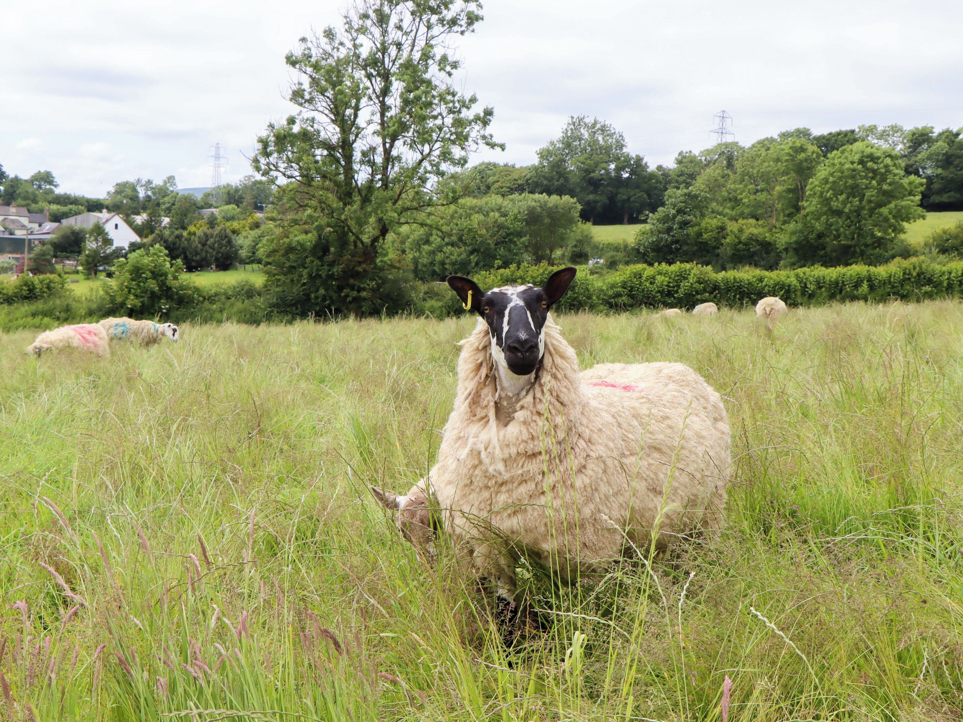 A sheep in a grassy field with trees and houses in the background.