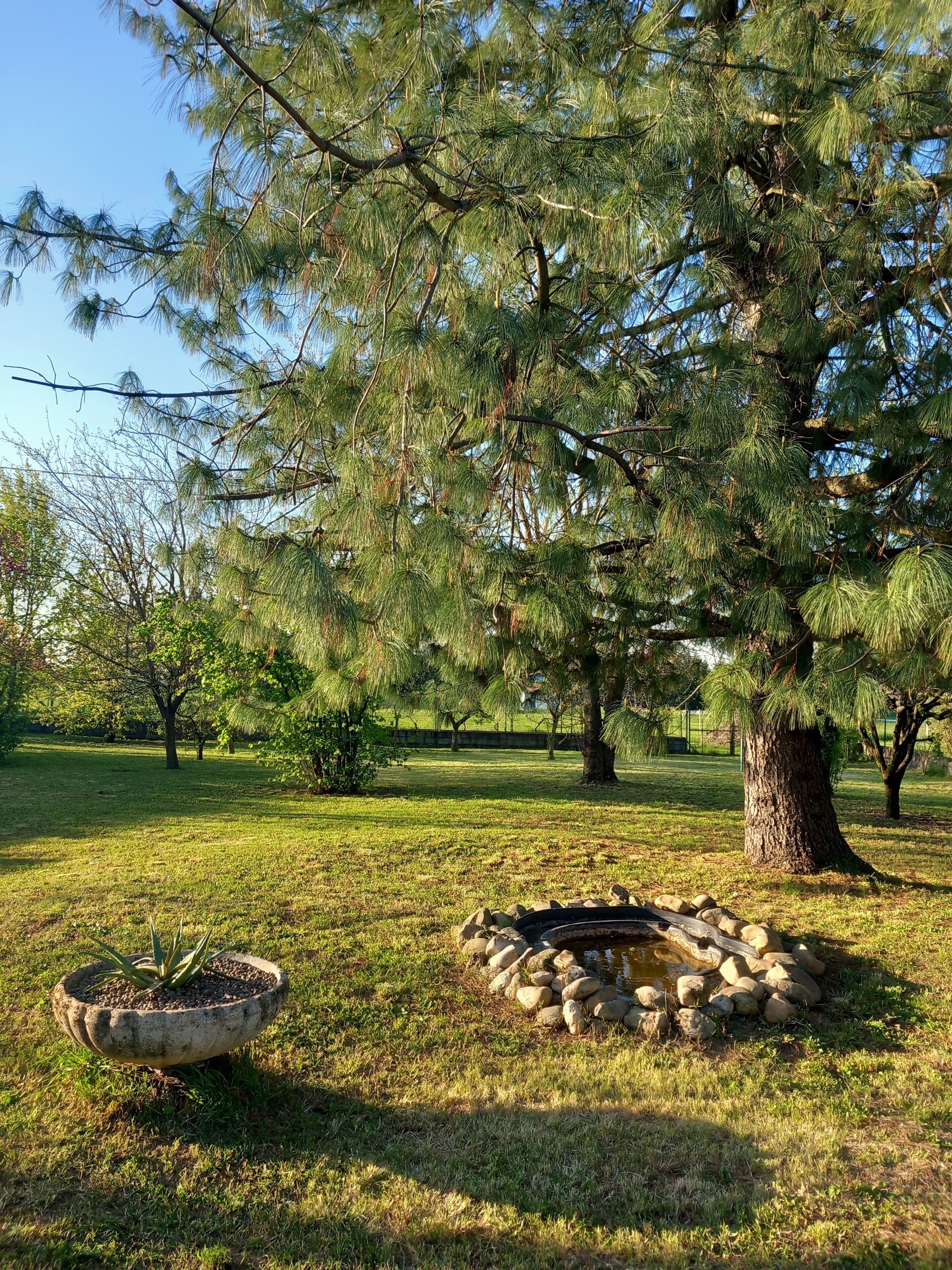 A tranquil outdoor area with a large tree, a stone fire pit, and a potted plant.