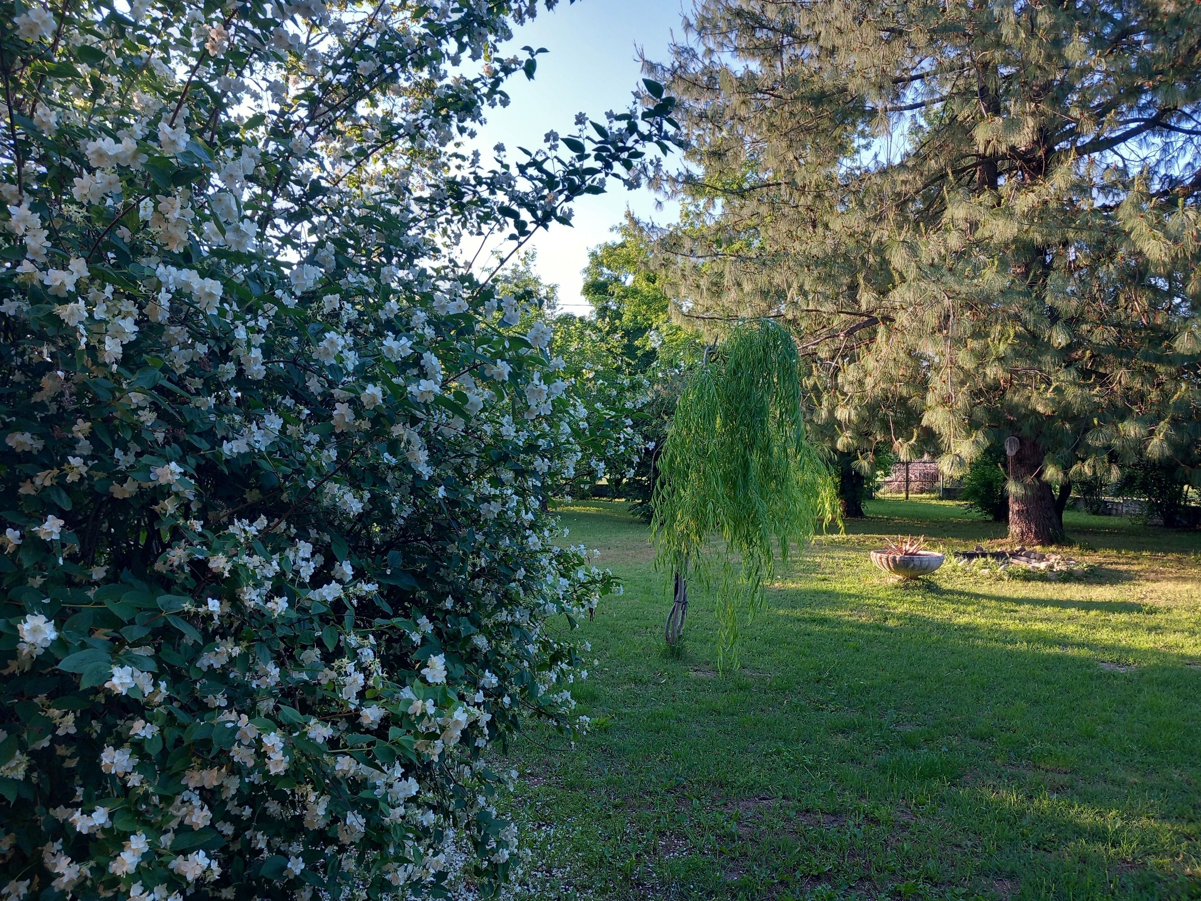Un giardino con un salice piangente, un albero di pino e una zona erbosa con una struttura in pietra.