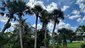 Ein angelegter Garten mit Palmen und einer runden Kiesfläche.