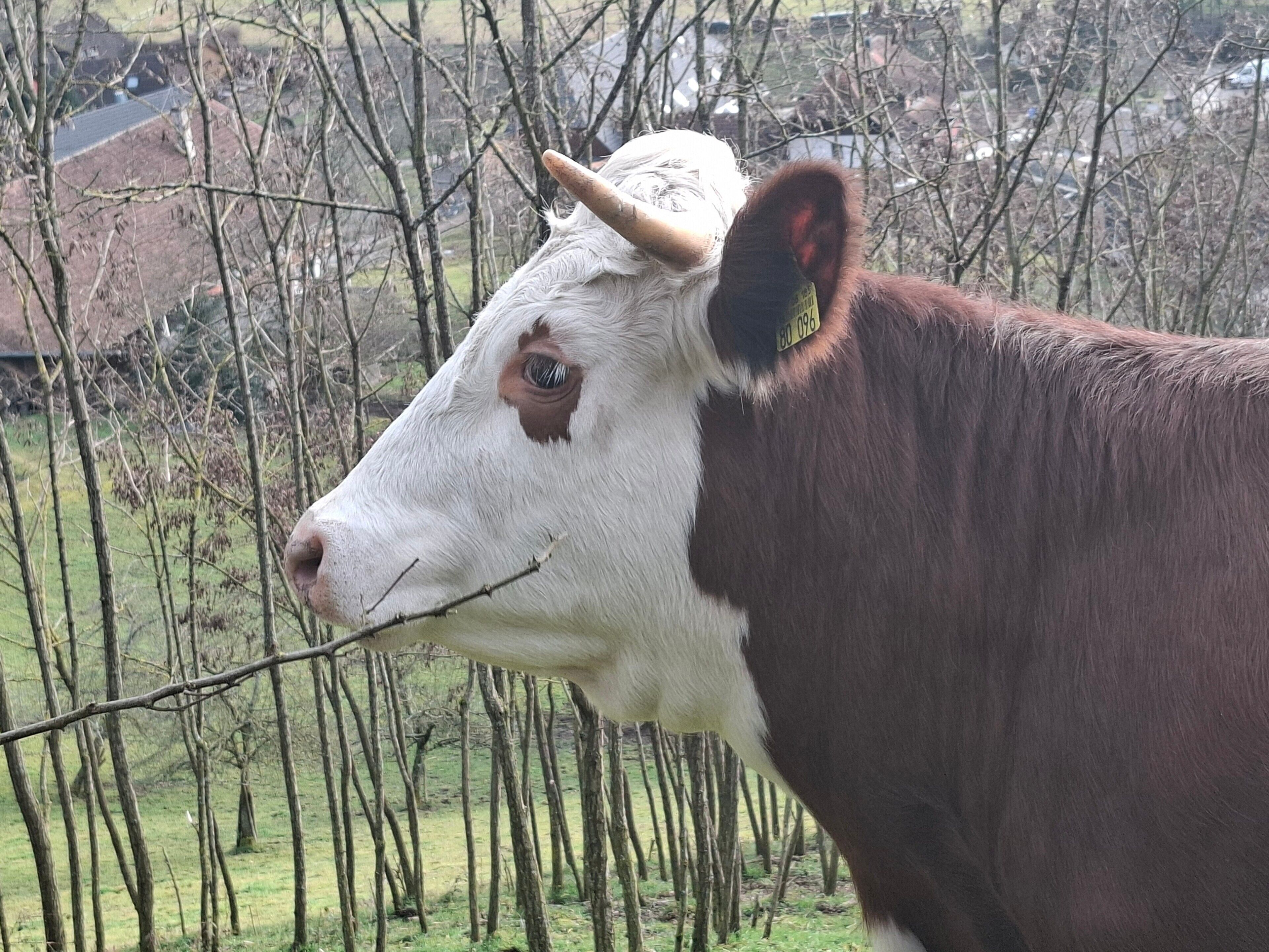 Een koe met een wit gezicht en bruine vacht, staand in een grasveld met bomen en gebouwen op de achtergrond.