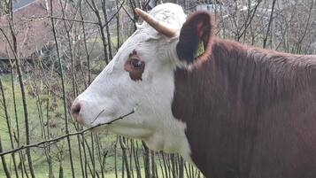 Een koe met een wit gezicht en bruine vacht, staand in een grasveld met bomen en gebouwen op de achtergrond.