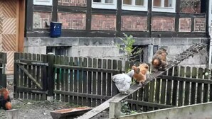 Een houten omheining met een kip en een haan.