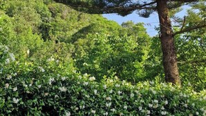Een grote boom met een dikke stam en weelderig loof, omgeven door groen en een haag met witte bloemen.