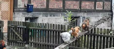 Una cerca de madera con una gallina y un gallo.