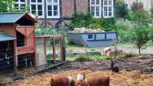 A rural setting with a wooden structure, possibly a barn, and a fenced area with hay. - Green apartment on the estate (Nordstemmen)