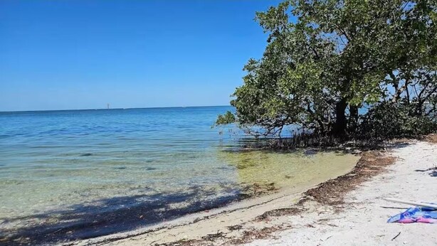 A beach with clear water, a sandy shore, and a mangrove tree.
