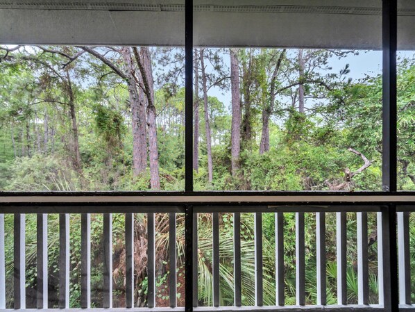 A view through a window with a black frame and white trim, overlooking a dense forest with tall trees and undergrowth. - Walk to the beach! Tennis Courts! 2 Pools! Nature Trails! One More Day! (Santa Rosa Beach)