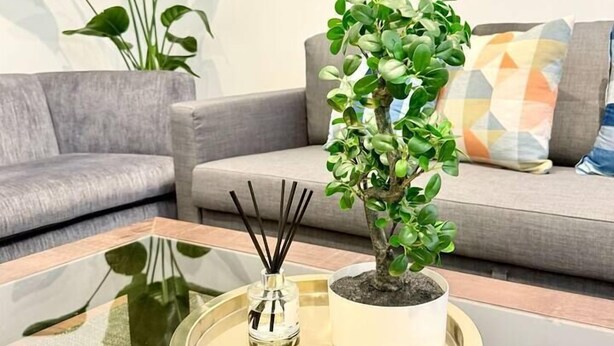 A living room with a grey sofa, a potted plant, and a glass table with a tray.