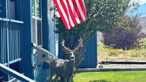 Un cerf se tient devant un bâtiment bleu, avec un drapeau américain.