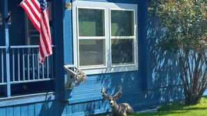 Une maison bleue avec un porche, un drapeau américain et un cerf dans le jardin.