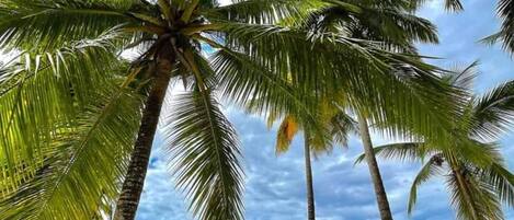 On the beach, sun-loungers, beach towels