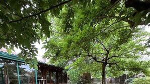 A grassy yard with stepping stones, a wooden structure, and a tree.