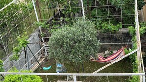 Un jardin clos, aménagé avec un hamac, une petite table et une nichoir.