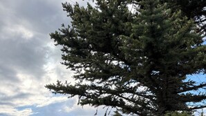 Un camping-car blanc, arborant le logo « PUMA », est stationné dans une zone herbeuse, à proximité d’une table de pique-nique et d’un grand arbre.