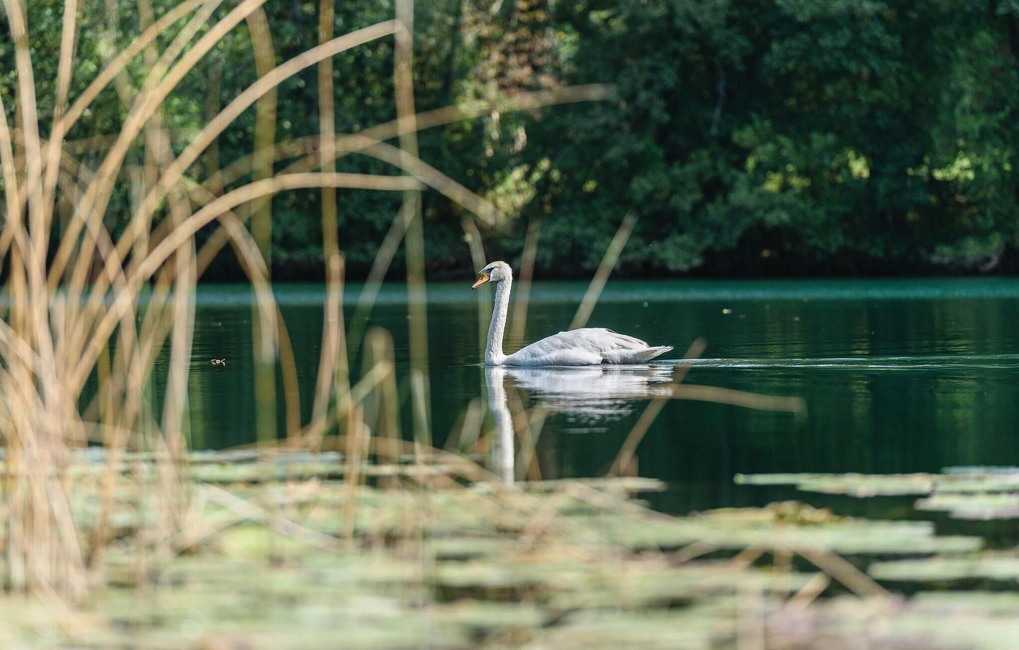 Un cigne nedant en aigües tranquil·les, envoltat d'ulleres i vegetació abundant.