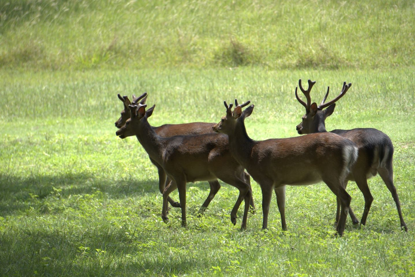 Trois cerfs dans un champ d’herbe.