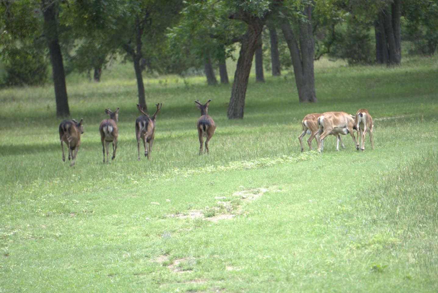 A group of deer in a grassy field with trees in the background.