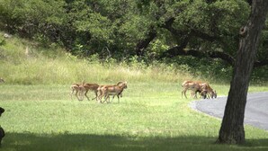 A grassy field with a group of deer and a tree in the background. - Timbuctoo 2 | Cozy Ranch Suite Near Cowboy Capital (Bandera)