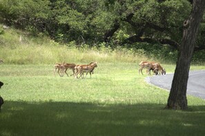 A grassy field with a group of deer and a tree in the background. - Timbuctoo 2 | Cozy Ranch Suite Near Cowboy Capital (Bandera)