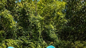 A circular fire pit with four turquoise Adirondack chairs around it, set in a grassy area with dense foliage in the background.