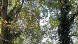 A park with a well-maintained lawn, a pathway, and trees with ivy. - DG Apartment - Le Relais du Lac, near Disneyland (Lognes)