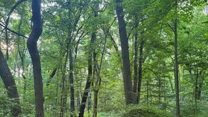 A forest path surrounded by tall trees and dense foliage. - The Mill Creek Hideout (Mill Creek)