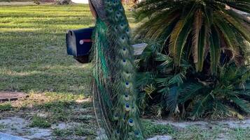 Àrea exterior de l'allotjament