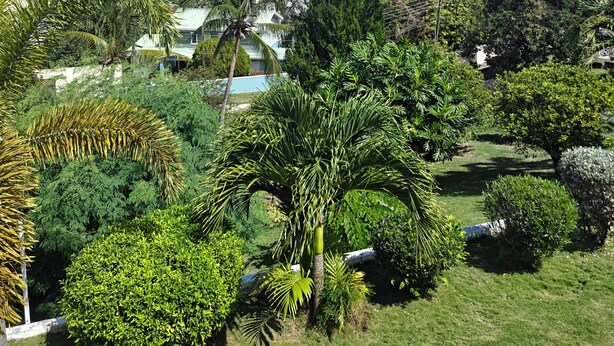 Un jardín exuberante con diversos árboles y vistas al océano.