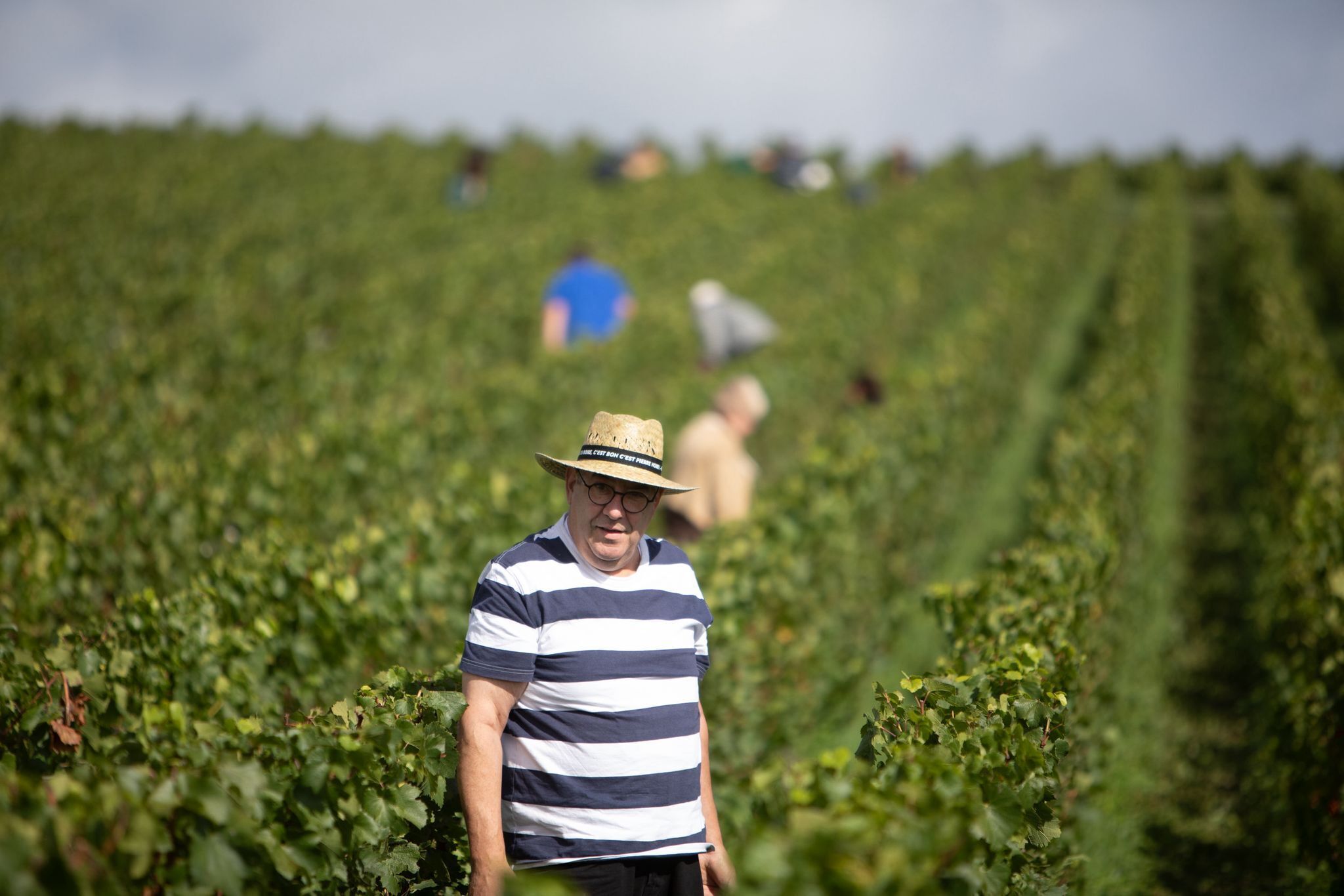 A person standing in a vineyard with rows of grapevines.